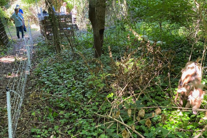 People walking on a wooded path with foliage and a wire fence.
